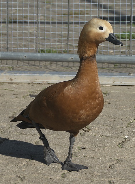 让原本光辉